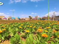 گلکاری / استقبال از نوروز با آماده سازی شهر نجف آباد 