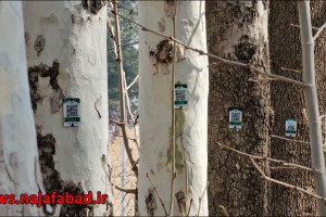 پلاک کوبی درختان فضای سبز توسط مدیریت فضای سبز شهرداری نجف آباد