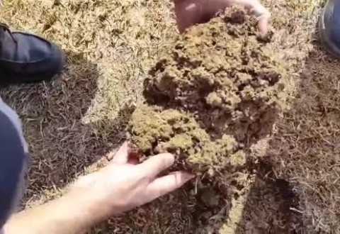 بررسی علل خشک شدن چمن میدان آزادگان و راهکارهای احیای آن